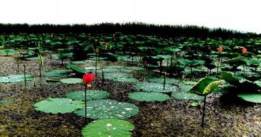More information about Anzali Wetland in Bandar Anzali