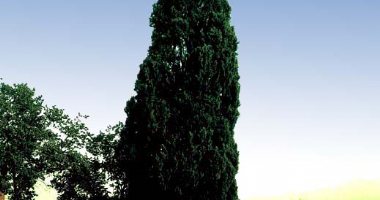 More information about 500 Years Old Cypress Tree in Qom