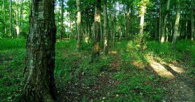 More information about Neka Forests