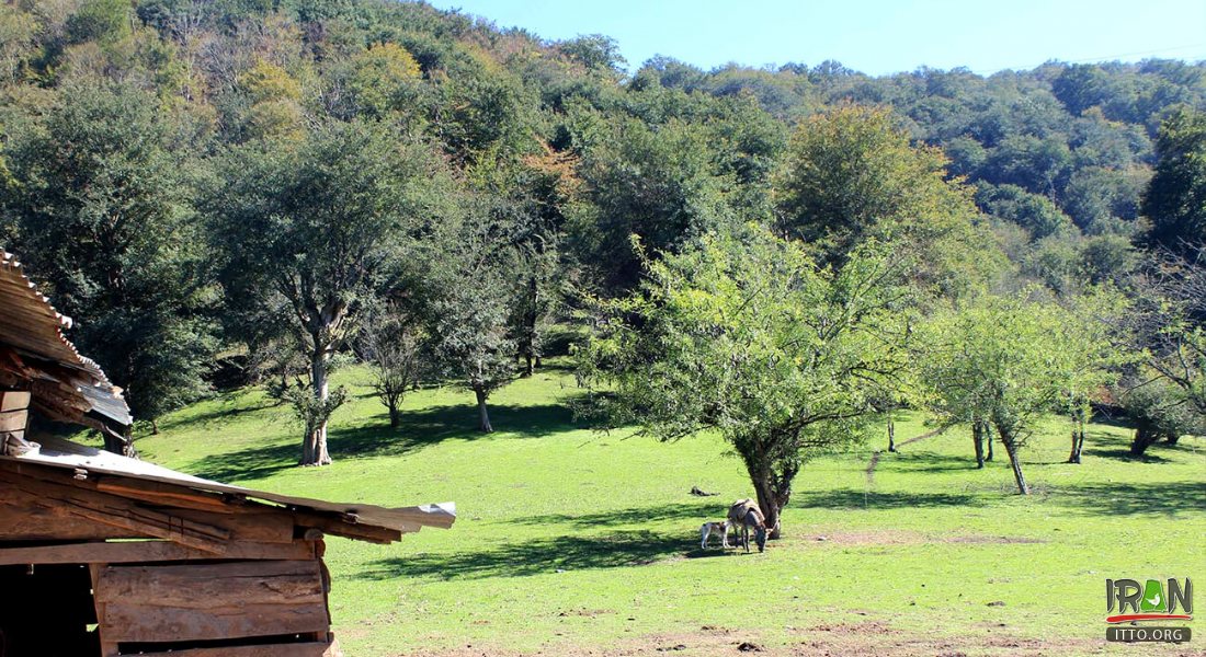 Iran’s Hyrcanian Forest named UNESCO World Heritage site