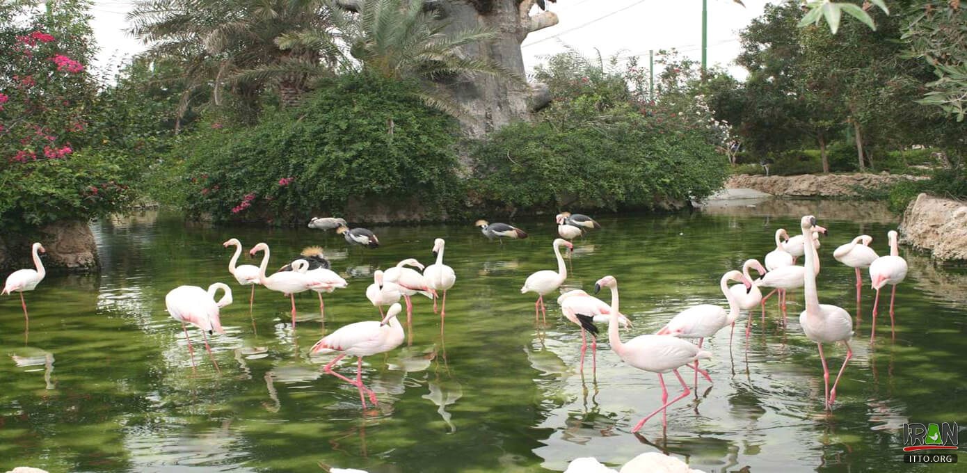 Birds Park (Garden of Birds) - Kish Island