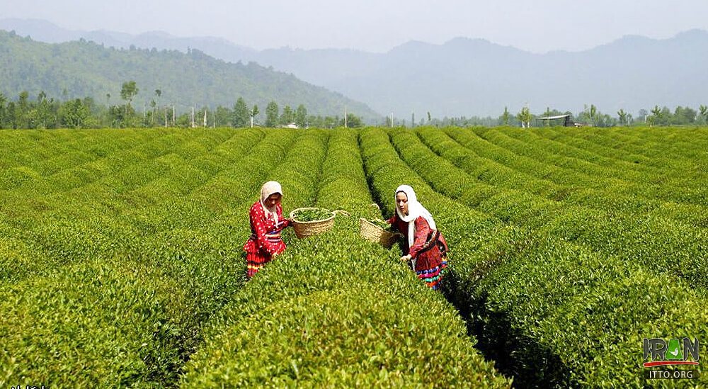 Lahijun in Guilan Province North of Iran