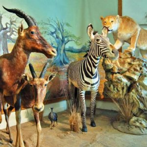 Iran Wildlife and Nature Museum - Dar Abad