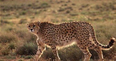More information about Yazd Protected Wildlife Zones