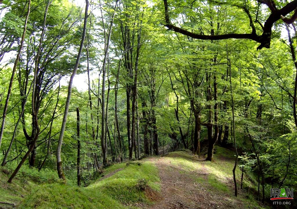 iran hyrcanian forests