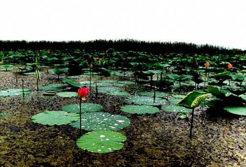 Anzali Wetland in Bandar Anzali