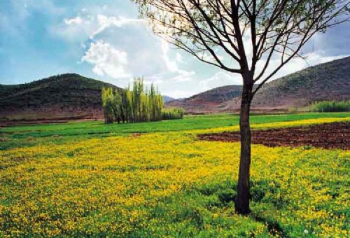 Plant Coverings in Boyer Ahmad (Yasooj)