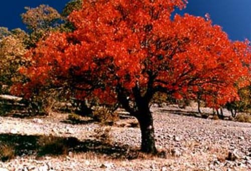 Tizab Gorge in Boyer Ahmad (Yasooj)