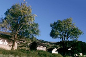 Ziarat Village
