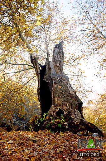 Nahavand Nature,Nahavand Forests,جنگل نهاوند,جنگلهای نهاوند