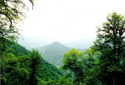 Sary, Kiasar and Savad Kooh Forests in Savad Kooh