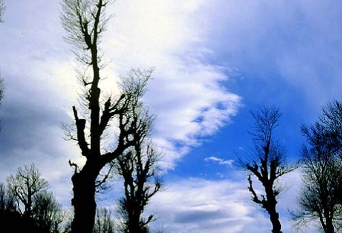 Arasbaran Forests in Ahar