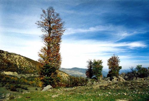 Babol and Amol Forests in Amol