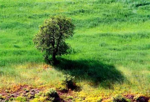 Marivan Forests in Marivan