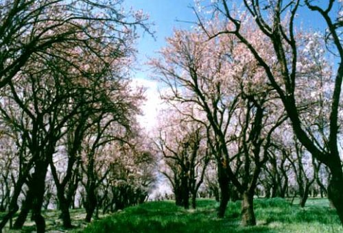 Lordegan Forest Zone in Lordegan