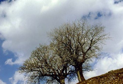 Tondureh National Park in Ghoochan