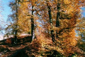 Lavizan Forest Park - Tehran