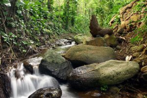 Kojoor River