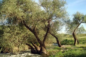 Aleshtar - Lorestan Province