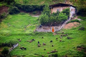 Ziarat Village