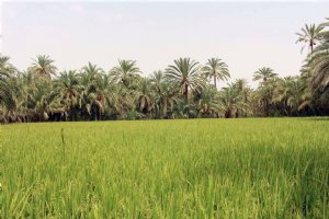 Nikshahr - Sistan va Balouchestan