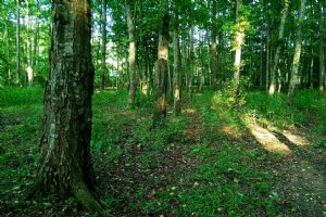Neka Forests