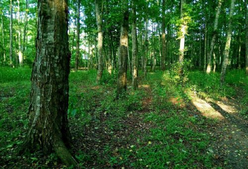 Neka Forests in Neka