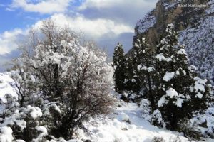 Joza Garden (Baagh-e Joza) - Estahban