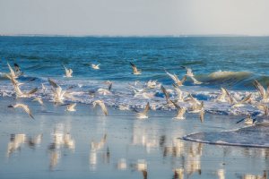 Qeshm Island
