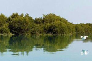 Hara Forest - Qeshm Island
