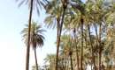 Iran Shahr (Iranshahr) (Thumbnail)