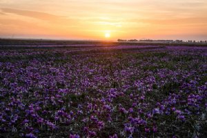 Torbat-e Heydarieh - Saffron Fields