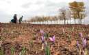 Torbat-e Heydarieh - Saffron Fields (Thumbnail)
