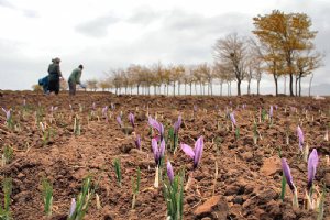 Torbat-e Heydarieh - Saffron Fields