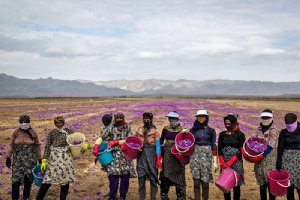 Torbat-e Heydarieh - Saffron Harvest