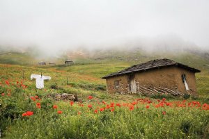 Talesh