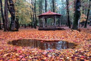 Gissoom Jungle - Talesh