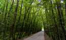 Gissoom Jungle - Talesh (Thumbnail)
