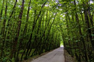 Gissoom Jungle - Talesh