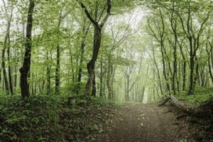 Gissoom Jungle - Talesh