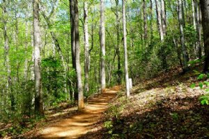 Gissoom Jungle - Talesh