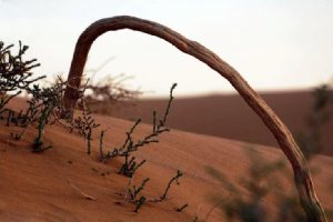 Abu-Ghuyer desert near Dehloran