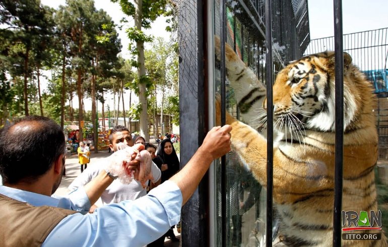 Tehran Zoological Garden, Eram Zoo, Tehran Zoo,باغ وحش ارم,باغ وحش تهران,شیر ایرانی,kamran lion,iran zoo