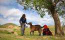 Nomads in Hamedan Province - Bahar (Thumbnail)