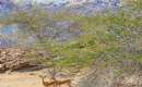 Hormoz Island - Hormozgan Province (Thumbnail)