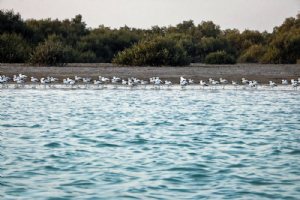 Hormoz Island - Hormozgan Province
