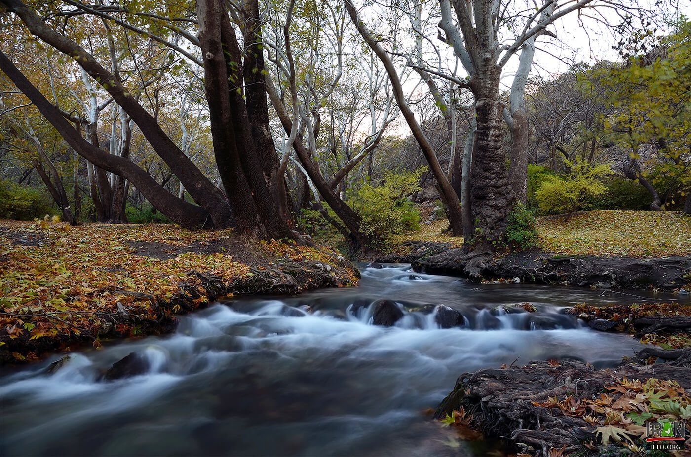 Nahavand Nature,Saraab-e Gyan,Nahavand Giyan Mirage,جنگل نهاوند,جنگلهای نهاوند,سراب گیان,سراب کیان,srabe gian,sarabe gyan,srabe giyan