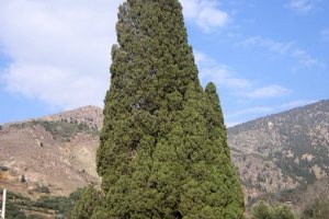 Old Harzevil Cypress Tree