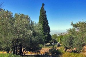 Old Harzevil Cypress Tree