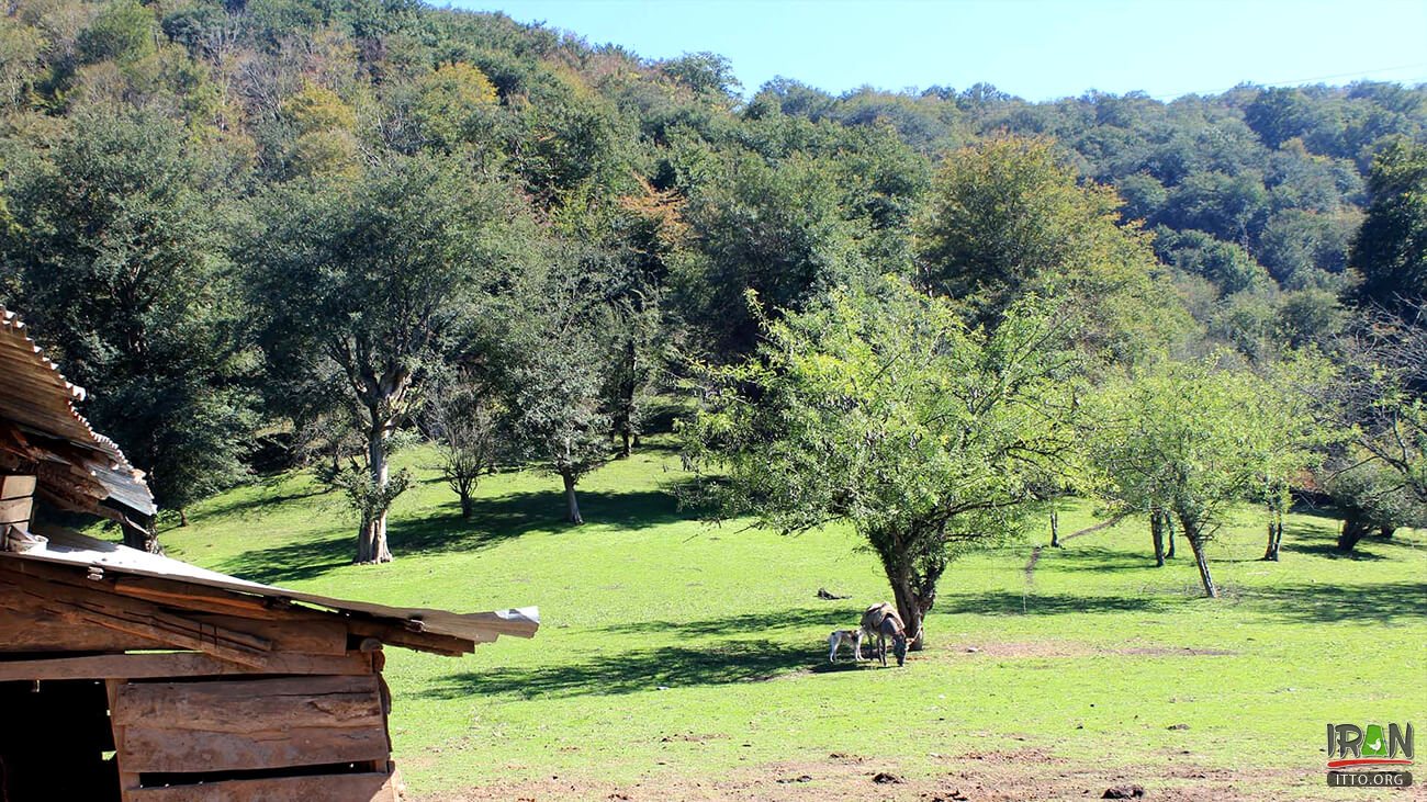 جنگل هیرکانی,جنگلهای هیرکانی,گیلان,تالش,gilan,guilan,taalesh,talesh,talish,hircani,hyrcani,hirkani